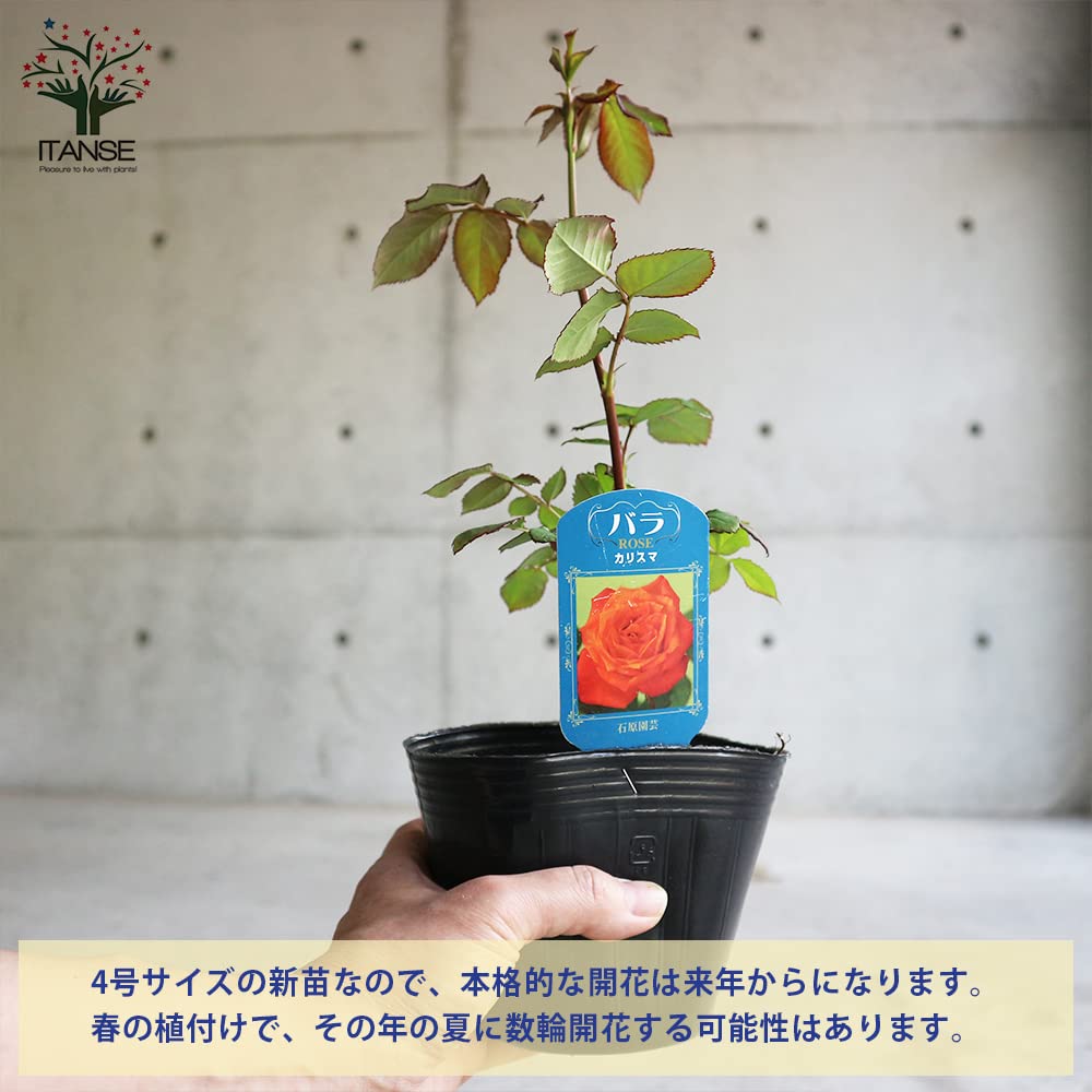 Amazon.co.jp: ITANSE カリスマ FL 国産接ぎ木 新苗4号ポット 1